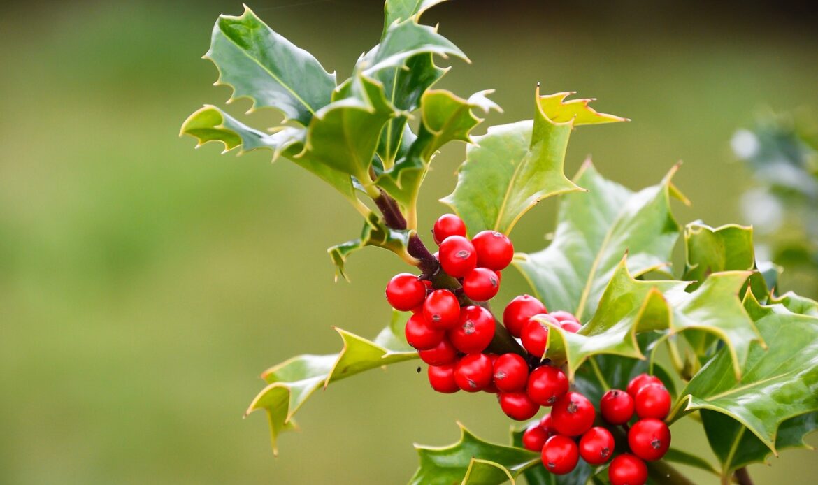 Holly growing from a tree
