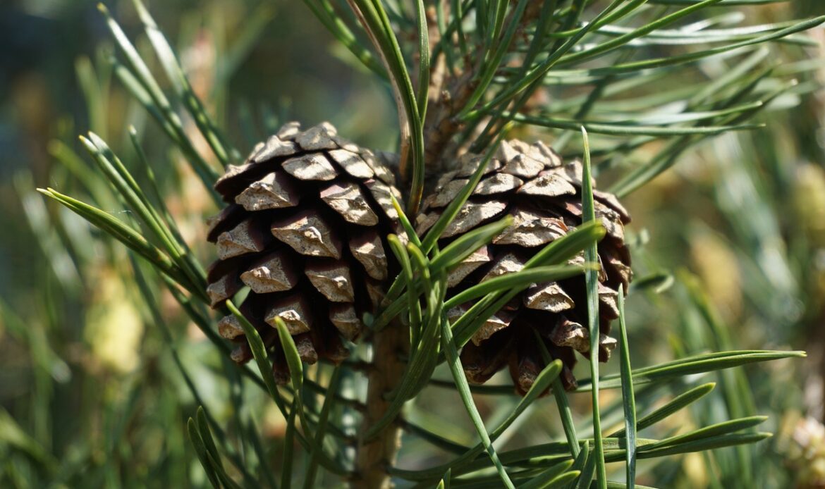 A Scots Pine tree