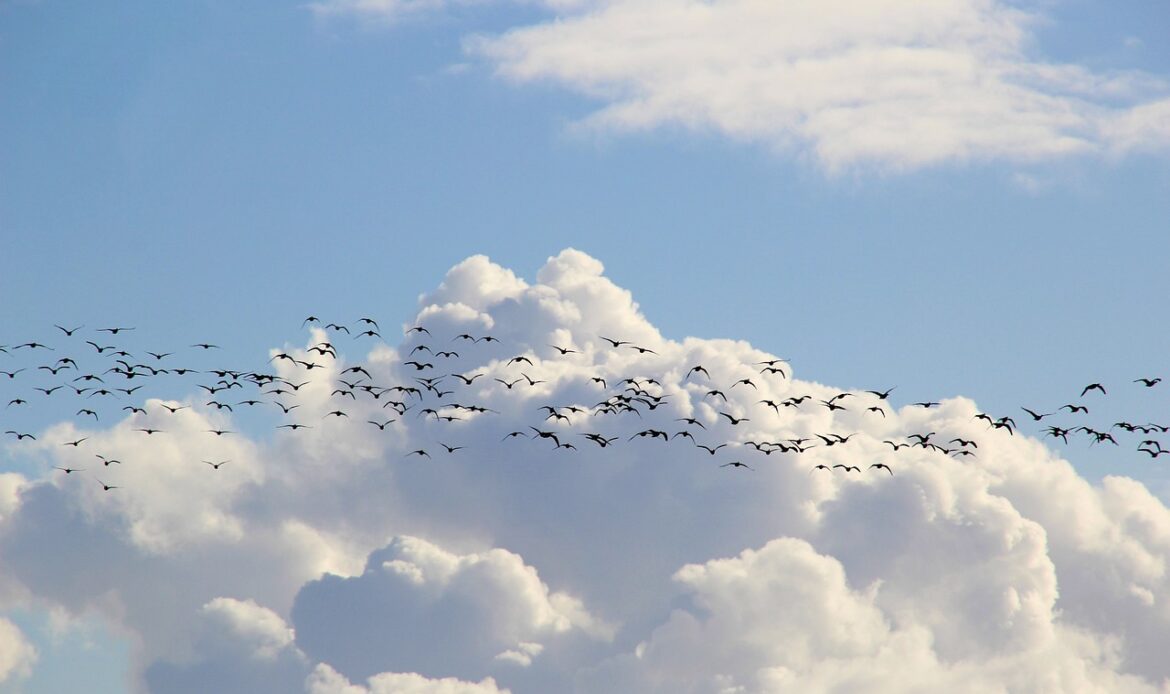 A flock of birds migrating