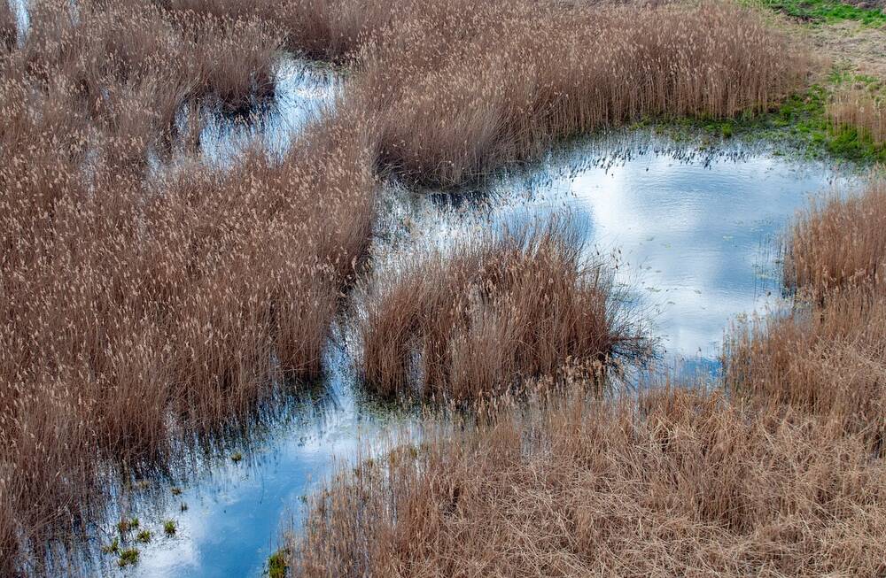 A lowland fens