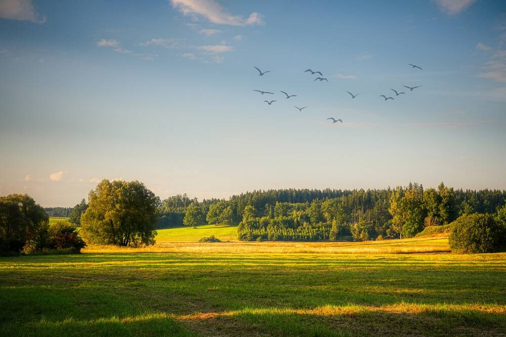 A field whith birds flying over it