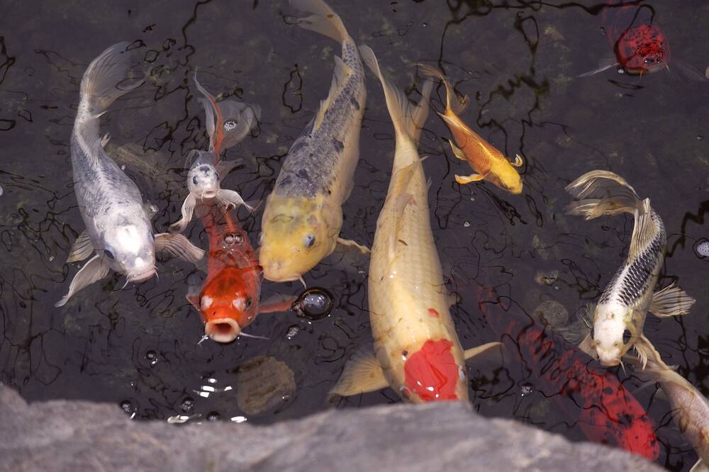 Several different species of fish