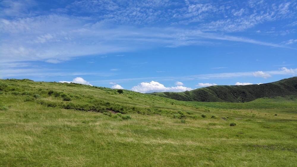 A grassland habitat