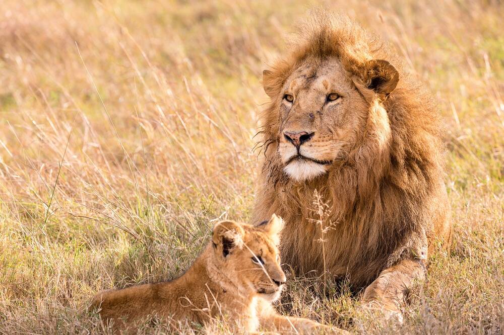 A lion and cub sat in the grass