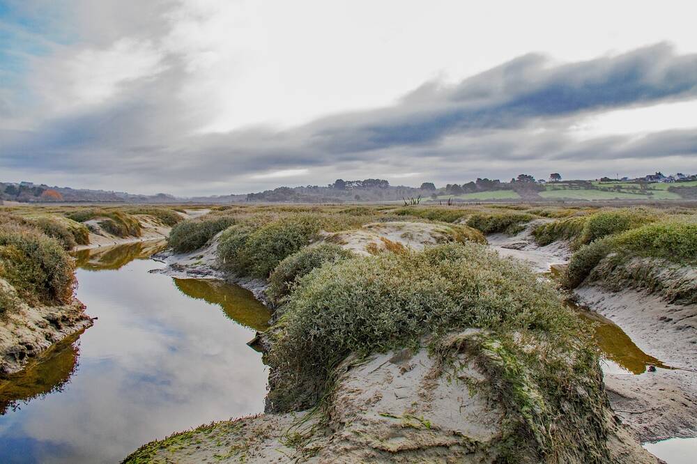 A saltmarsh