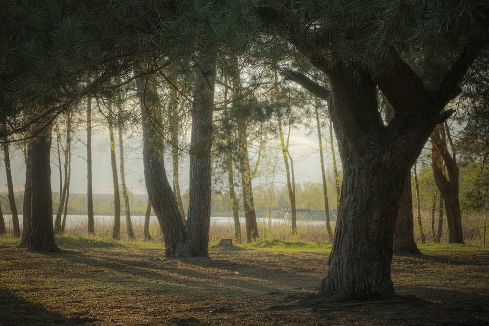 Woodland trees