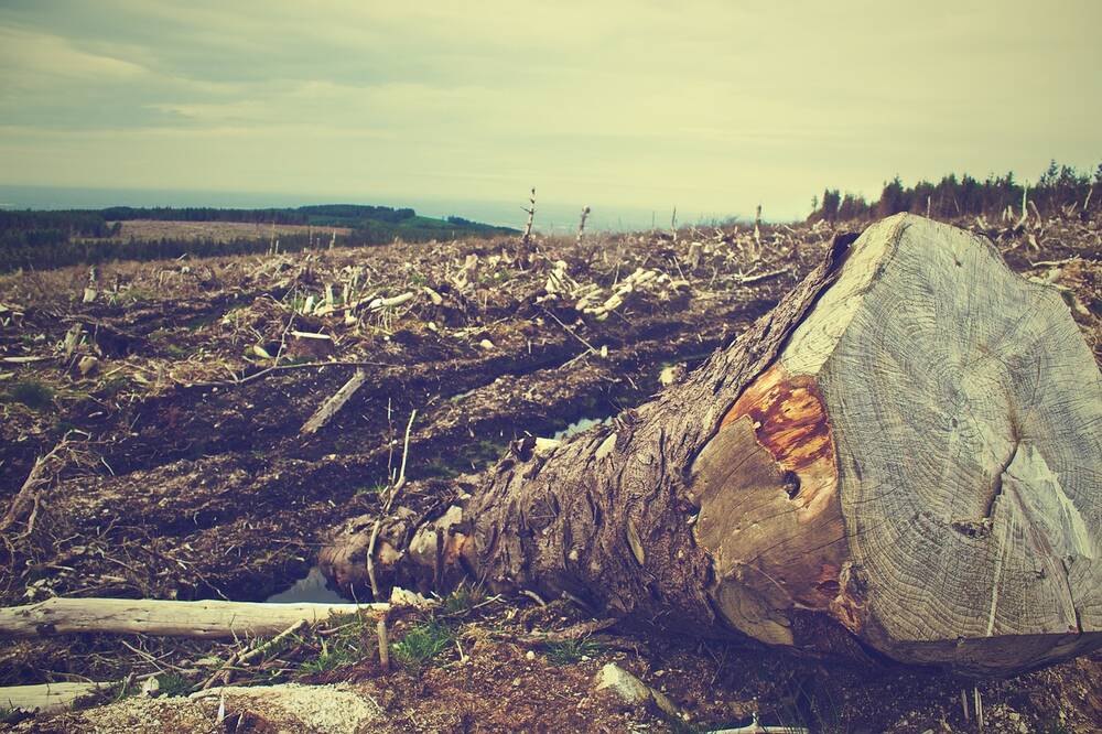 Felled trees