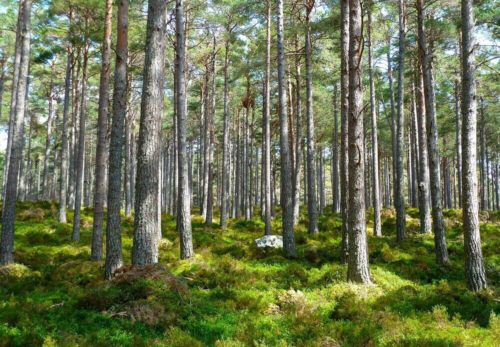 A forest full of trees