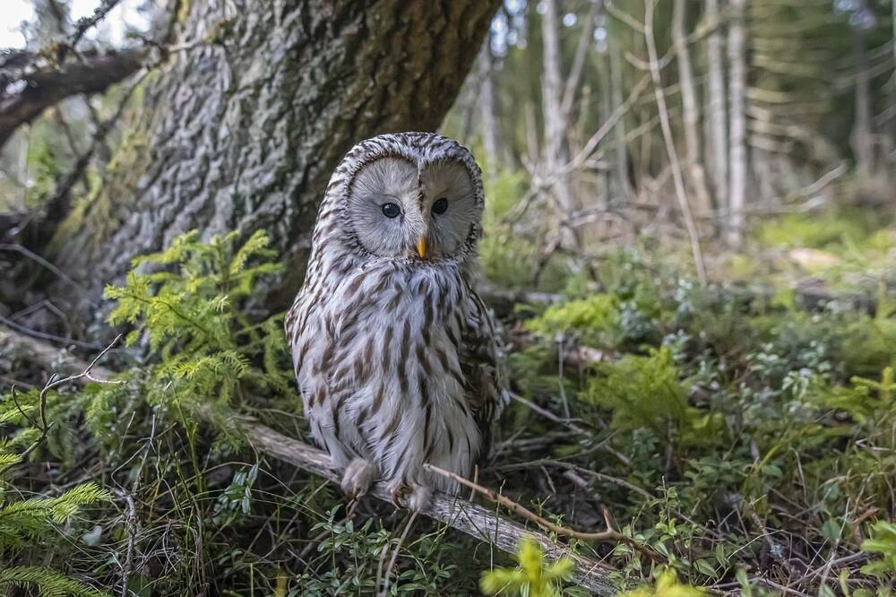 An owl sat on a branch