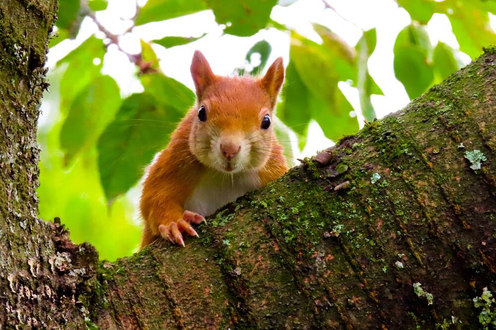 A squirrel in a tree