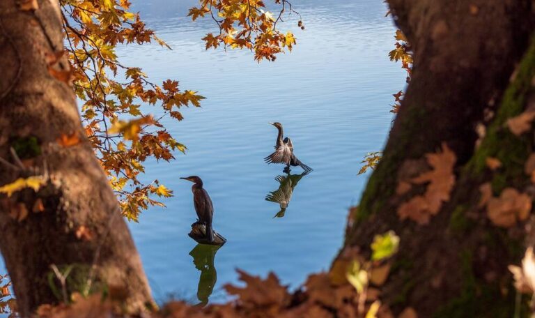 Two birds on a lake