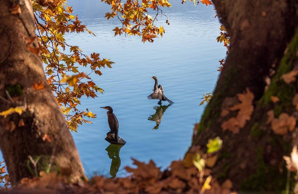 Two birds on a lake