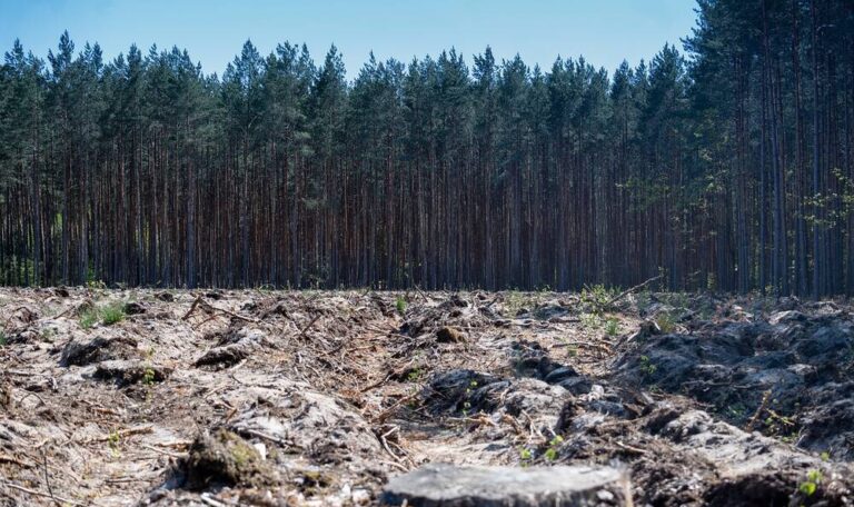 An empty patch in the trees where deforestation has taken place