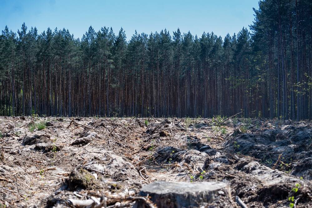 An empty patch in the trees where deforestation has taken place