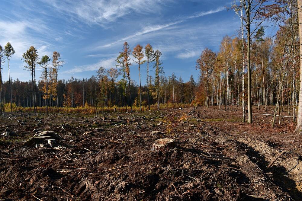 An area of stumps where trees have been cut down