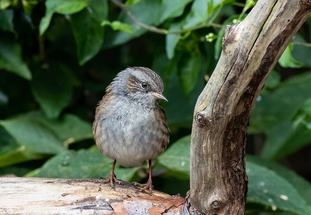 A bird sat in a hedge