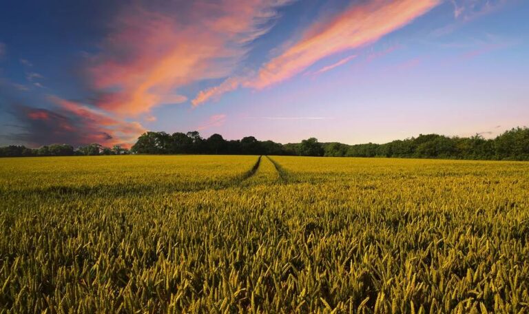 A farmers field