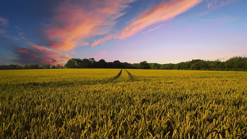 A farmers field