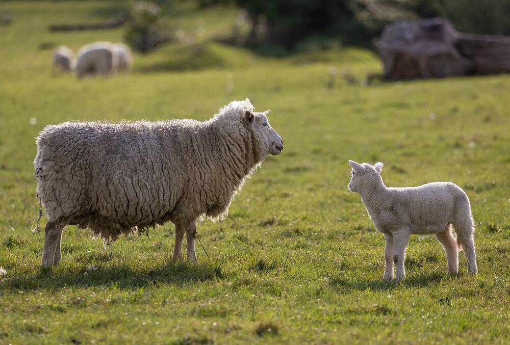 A sheep and a lamb in a field