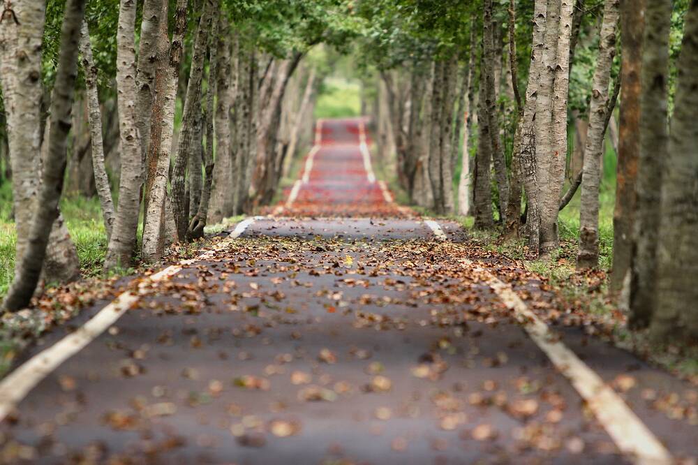 Trees lining a path