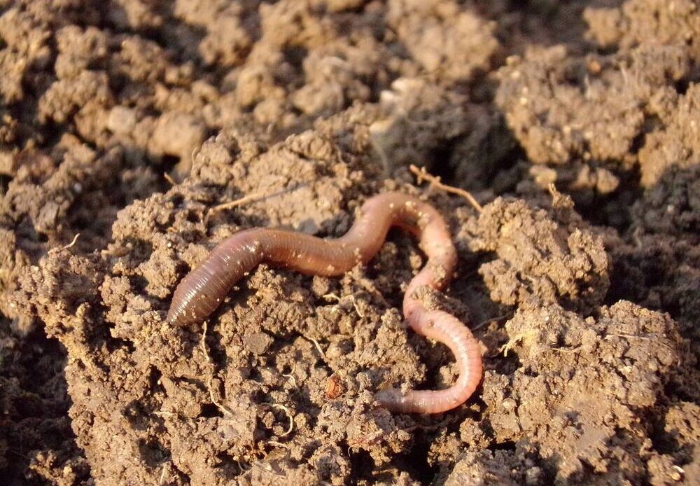 A worm atop the soil