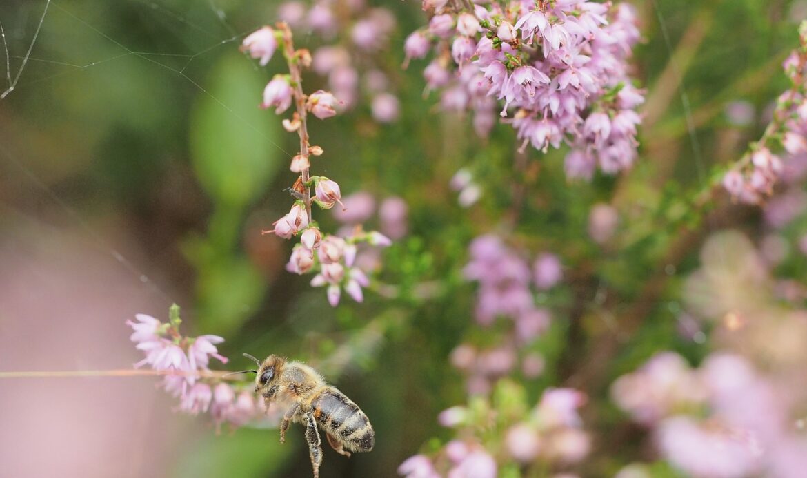 A bee near flowers