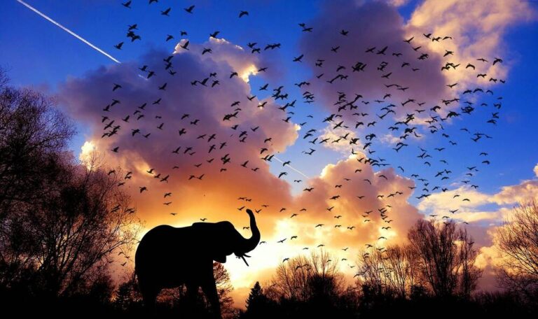 An elephant with birds flying aboce