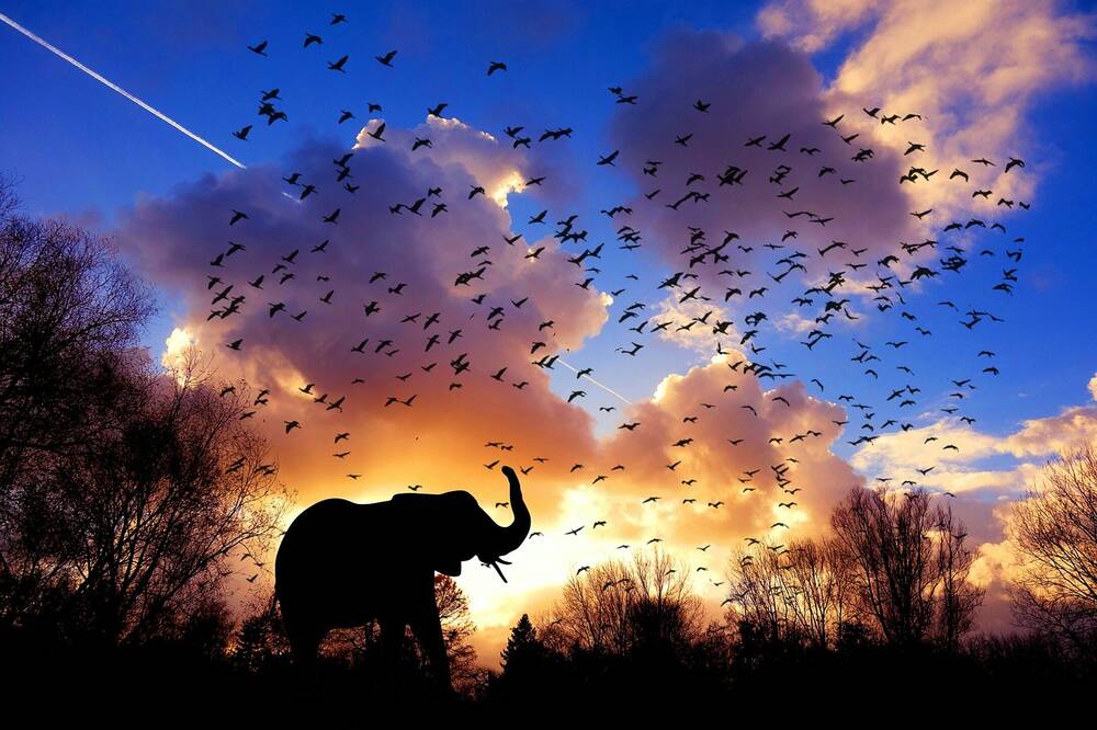 An elephant with birds flying aboce