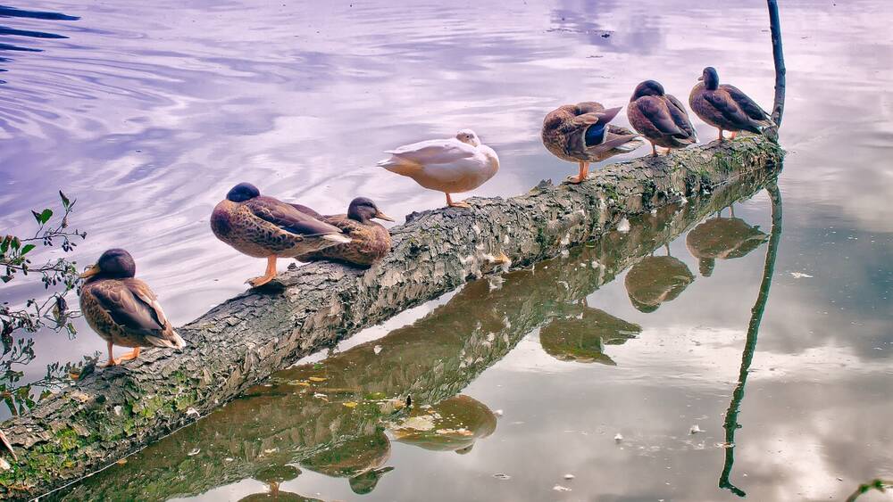 Ducks sat on a log by the water