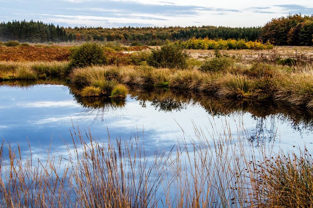 A moor wetland