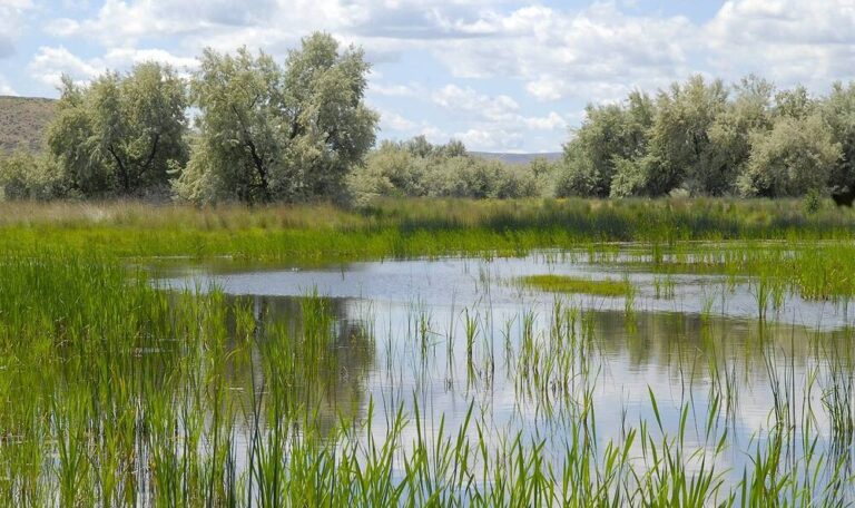 A wetland