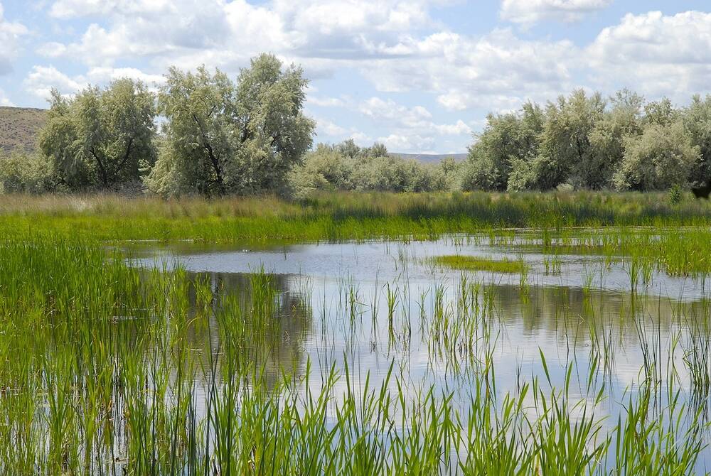 A wetland