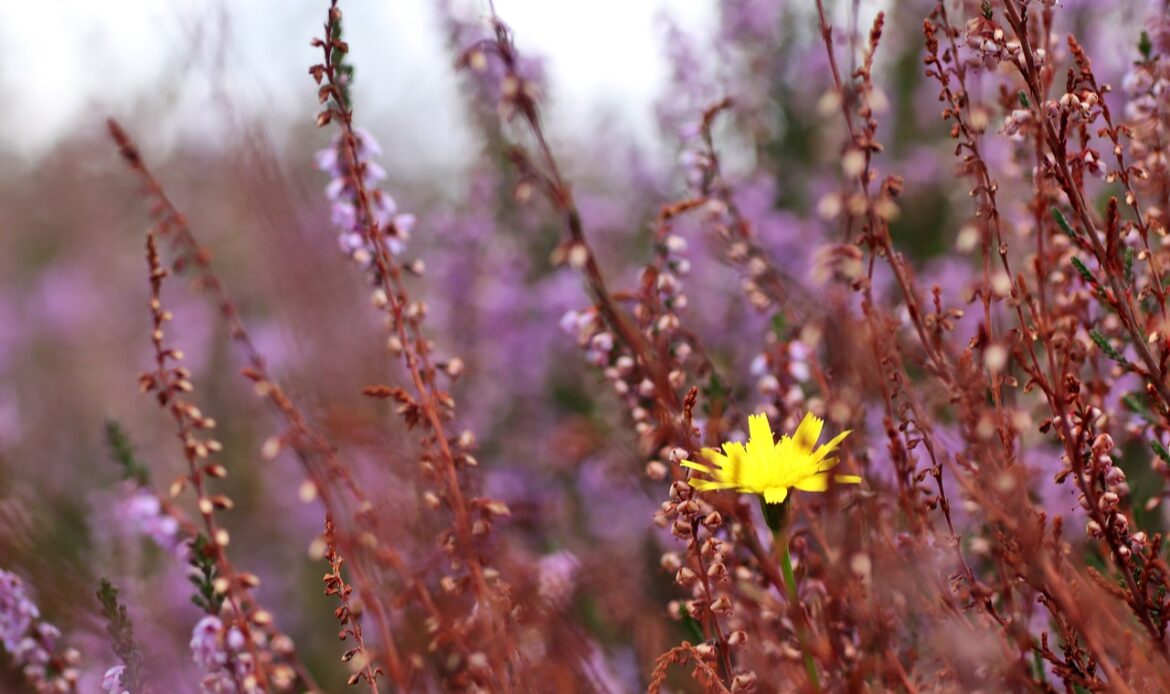 Wildflowers