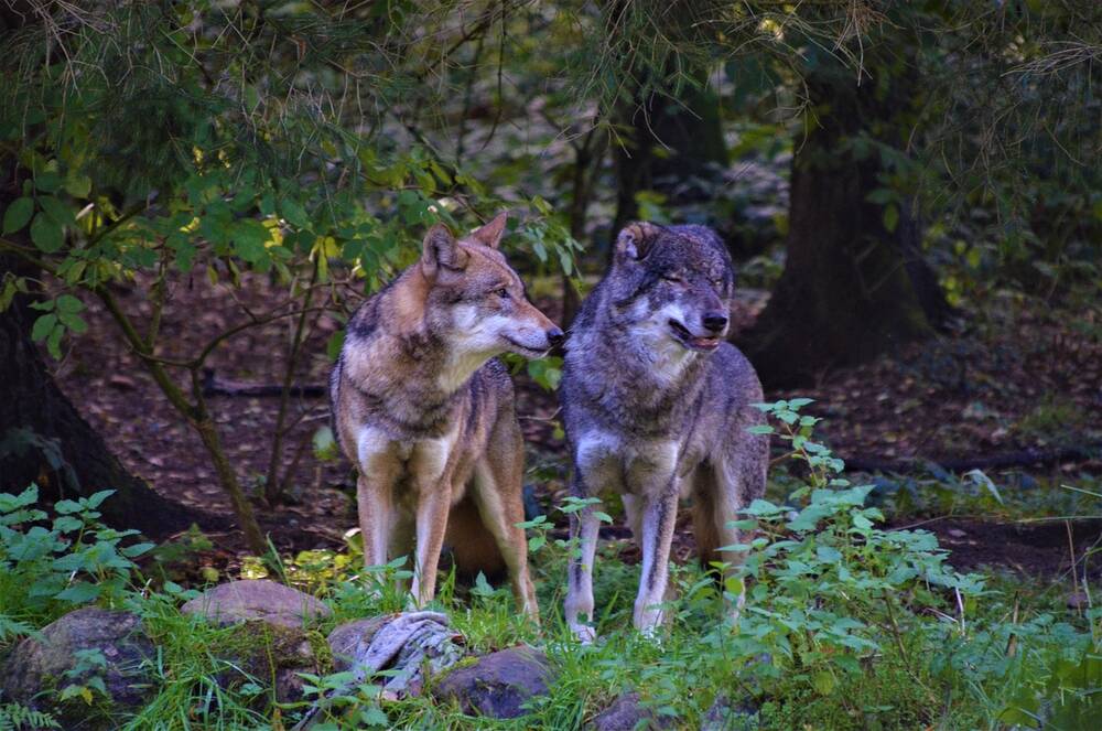 Two wolves