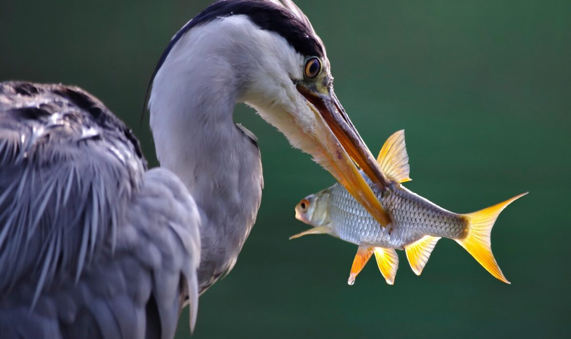 A heron eating a fish