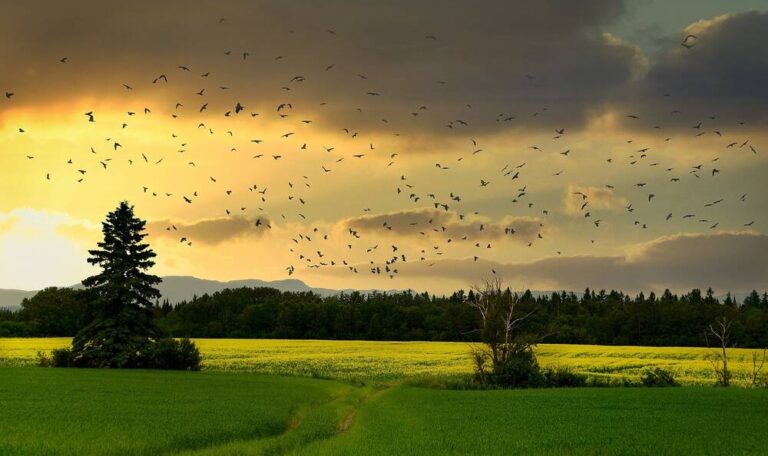 Birds flying over a field