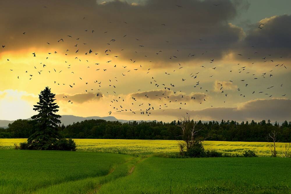 Birds flying over a field