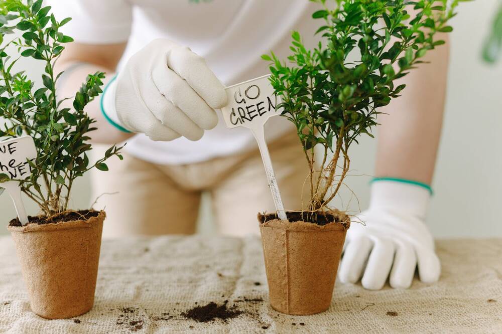 A plant with a Go Green sign