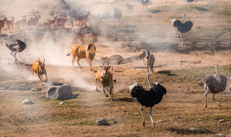 Ostrich, Zebras and Antelopes