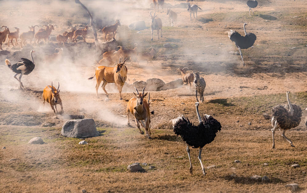 Ostrich, Zebras and Antelopes