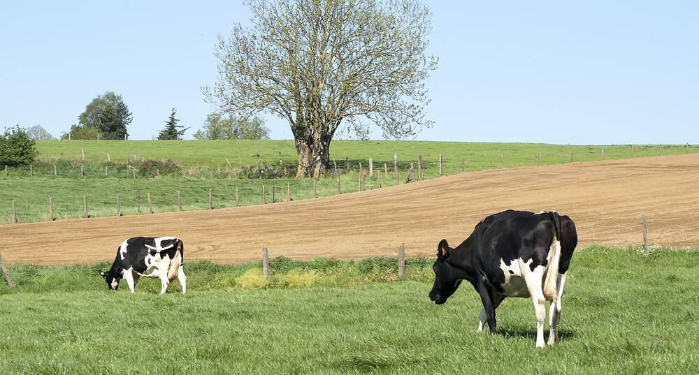 Two cows in a field