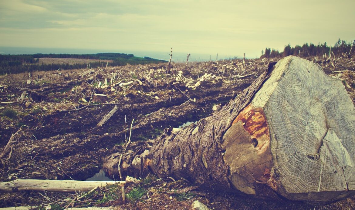 Trees lying on the ground