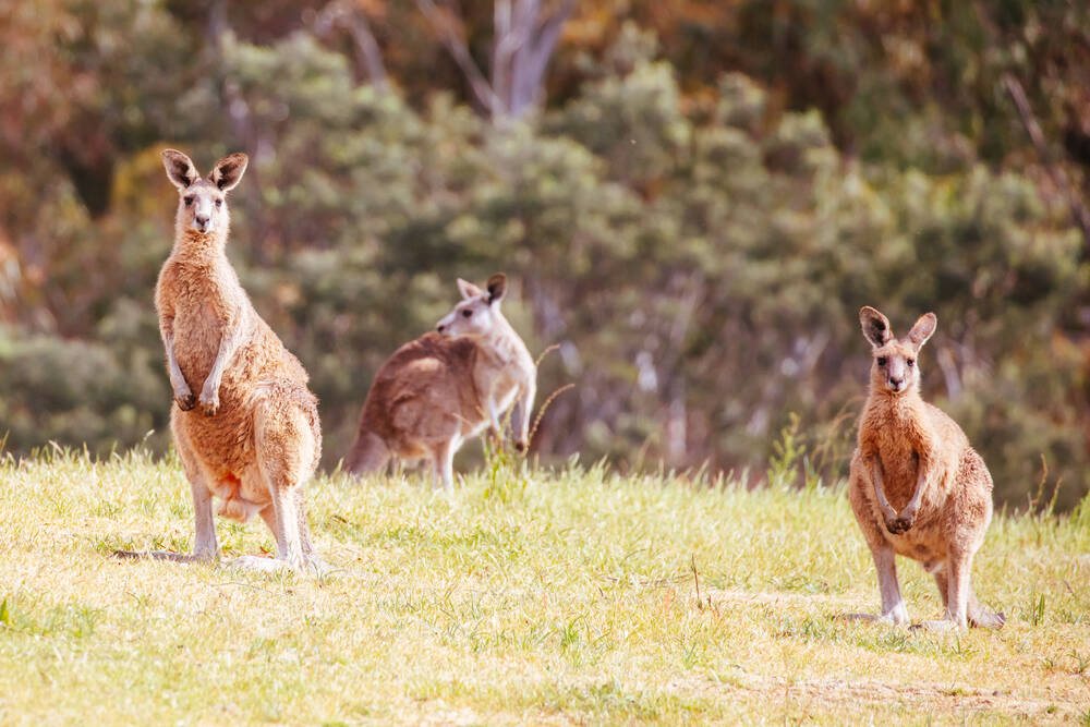 Three kangaroos in Australia