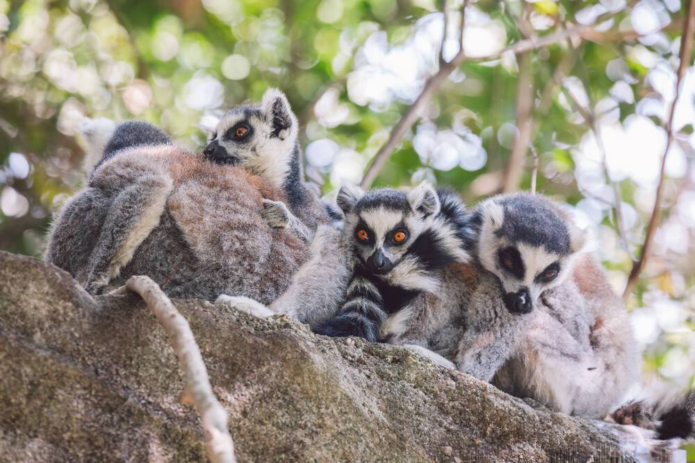 Lemurs in a tree in Madagascar