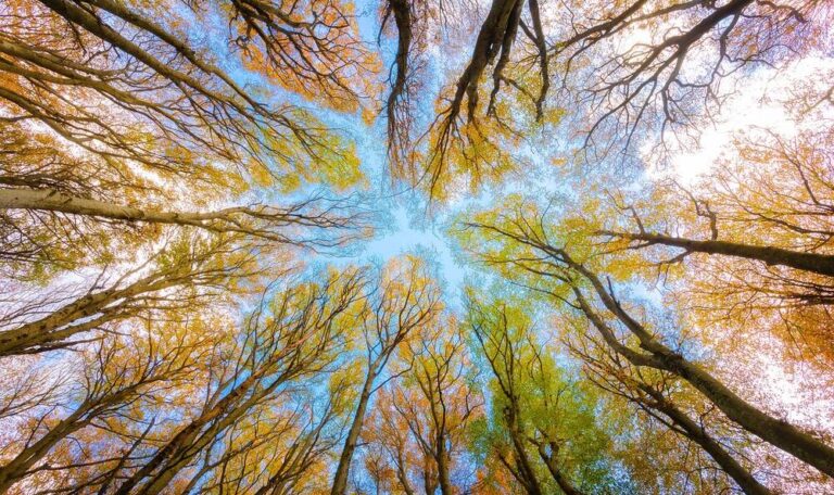 Trees and blue shy