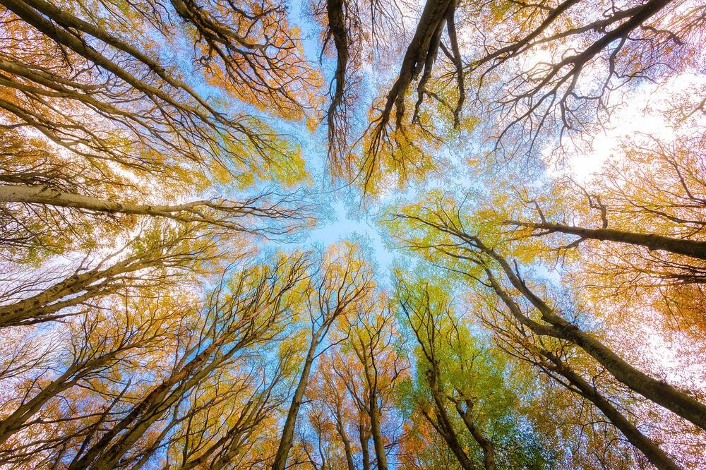 Trees and blue shy