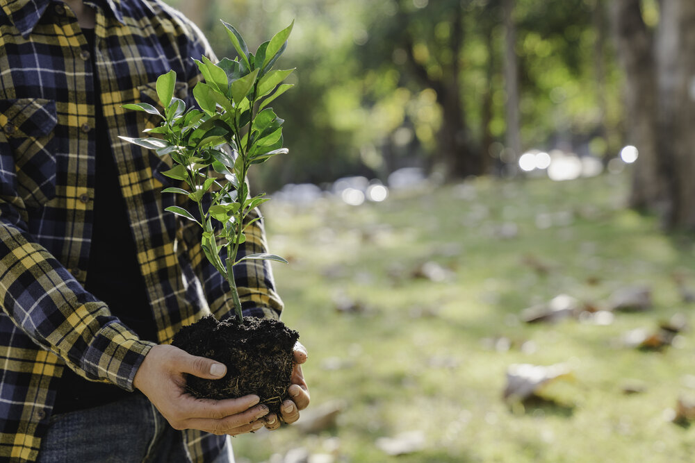A person carrying a plant