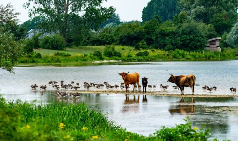 Animlas by the water