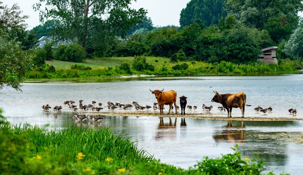 Animlas by the water