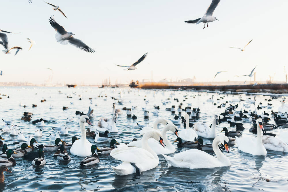 Ducks and swans on water